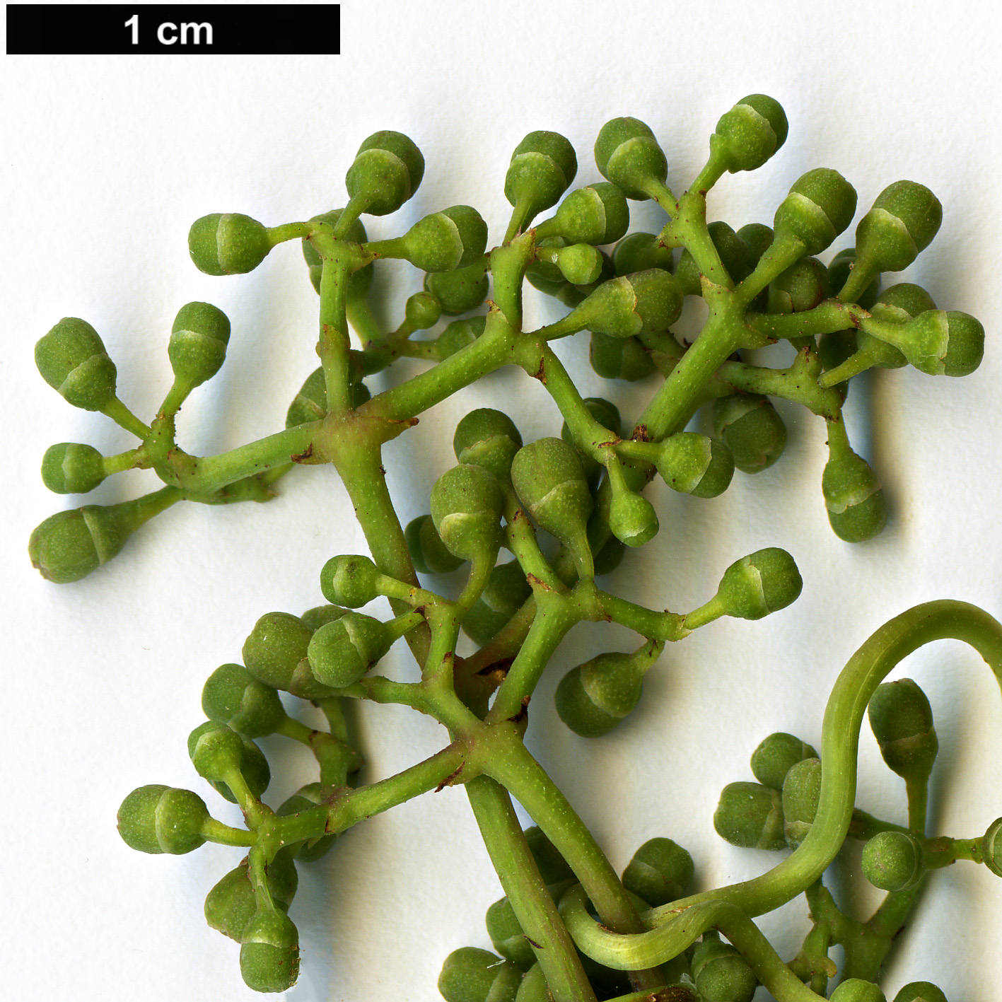 High resolution image: Family: Vitaceae - Genus: Parthenocissus - Taxon: thomsonii